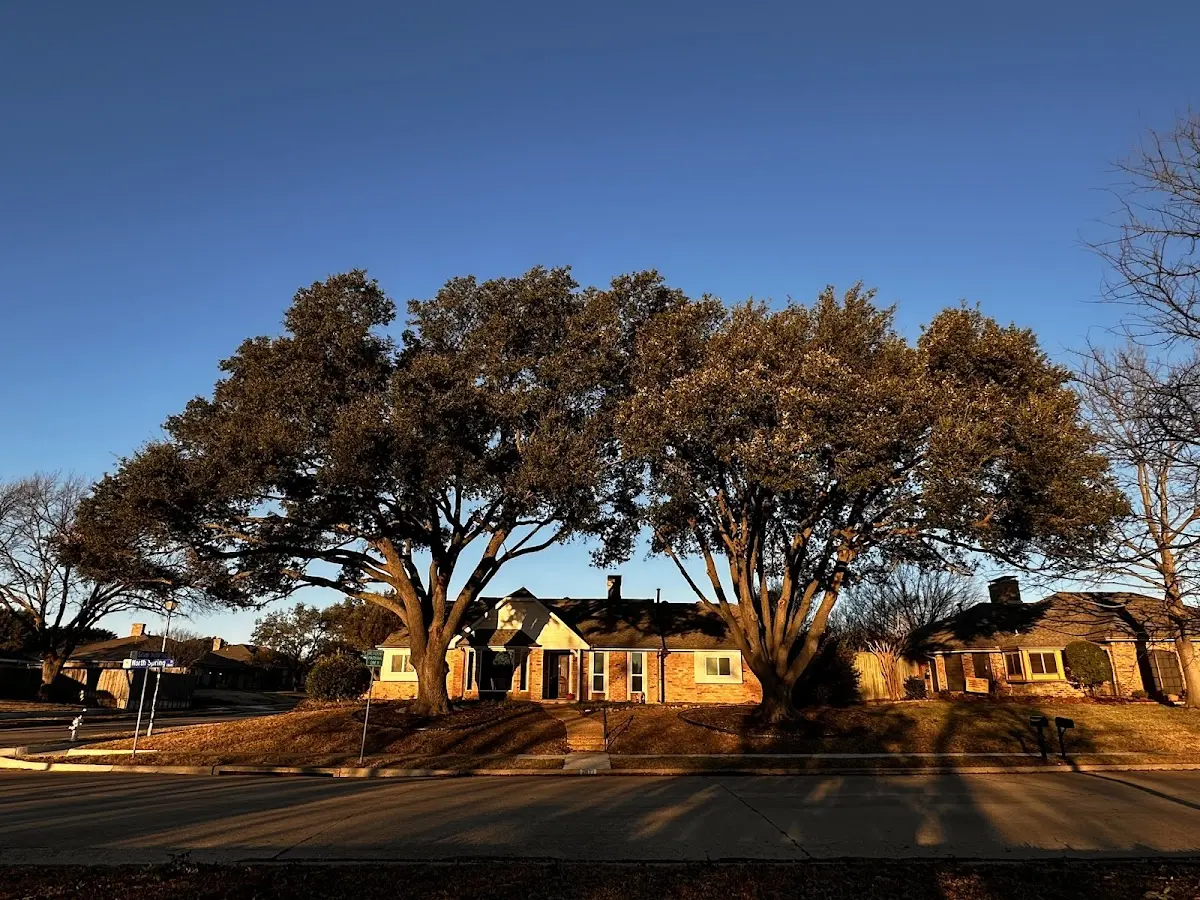 Established residential canopy tree shading a home in Bethlehem